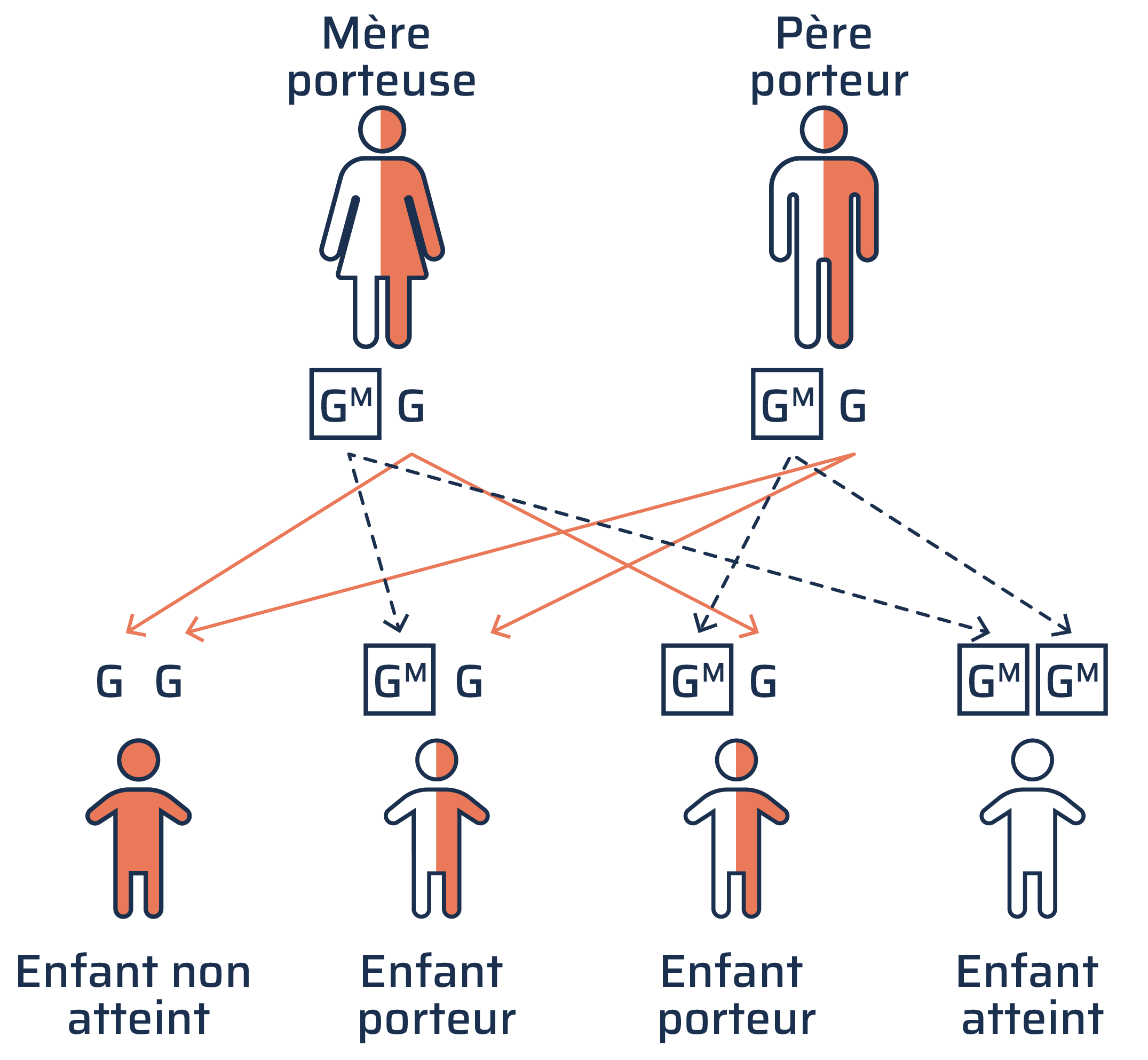Ce graphique illustre comment la maladie de Gaucher est transmise des parents aux enfants. La mère et le père possèdent chacun une version normale du gène avec une activité suffisante de la glucocérébrosidase pour décomposer le glucocérébroside ainsi qu’une version mutée du gène avec une activité insuffisante de la glucocérébrosidase. Quatre enfants sont représentés. L’enfant non atteint hérite de deux gènes normaux. Les deux enfants porteurs héritent chacun d’un gène normal et d’un gène muté et deviennent porteurs comme leurs parents. L’enfant atteint de la maladie de Gaucher hérite de deux gènes mutés.
