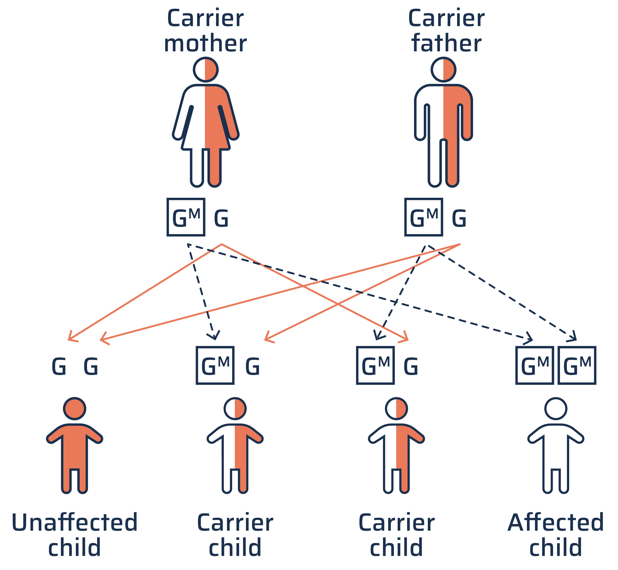 This graphic shows how Gaucher is passed down from parents to children. The mother and father each have a normal version of the gene with enough beta-glucocerebrosidease enzyme activity to break down glucocerebroside and a mutated version of the gene with not enough beta-glucocerebrosidease enzyme activity. Four children and depicted. The unaffected child inherits two normal genes. Two carrier children inherit one each of the normal gene and mutated gene, and become carriers like their parents. The affected child with Gaucher disease inherits two mutated genes.